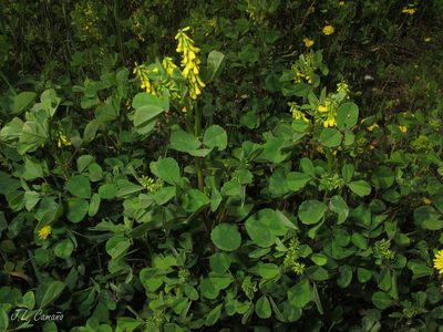 Melilotus italicus, photographed by José Luis Camaño