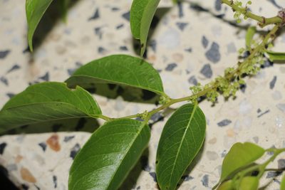 Phyllanthus attenuatus, photographed by Andrés Ramírez-Barrera