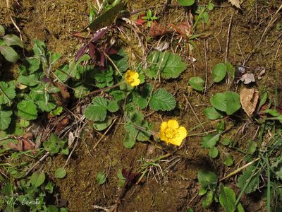 Geum sylvaticum, photographed by José Luis Camaño