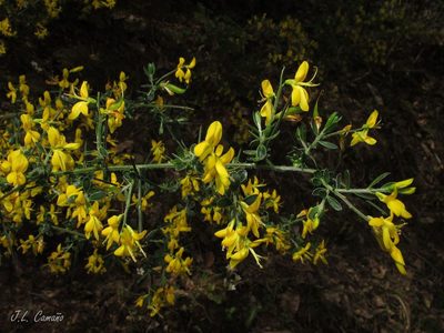 Genista falcata, photographed by José Luis Camaño