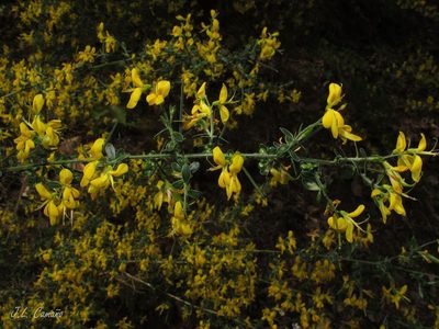 Genista falcata, photographed by José Luis Camaño