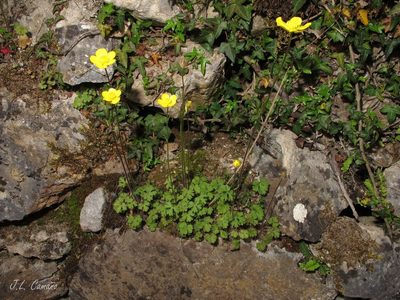 Ranunculus ollissiponensis, photographed by José Luis Camaño