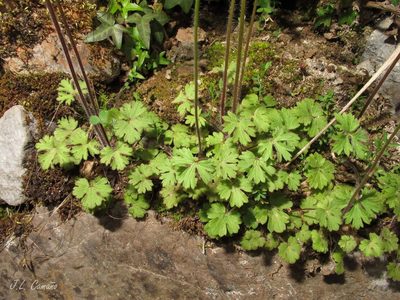 Ranunculus ollissiponensis, photographed by José Luis Camaño