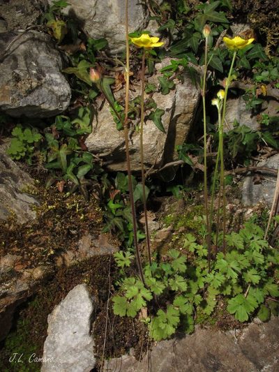 Ranunculus ollissiponensis, photographed by José Luis Camaño