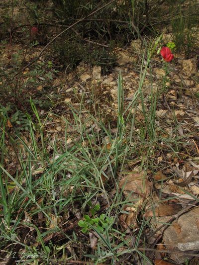 Lathyrus setifolius, photographed by José Luis Camaño