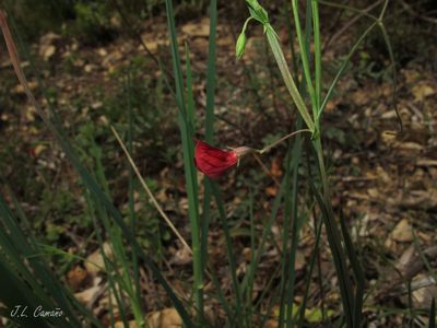 Lathyrus setifolius, photographed by José Luis Camaño