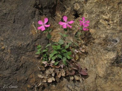 Petrocoptis grandiflora, photographed by José Luis Camaño