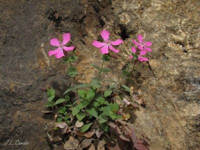 Petrocoptis grandiflora, photographed by José Luis Camaño