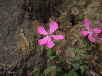 Petrocoptis grandiflora, photographed by José Luis Camaño