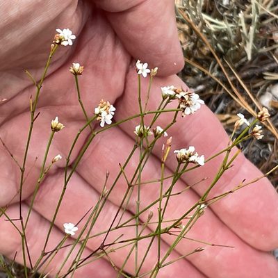 Stipulicida setacea, photographed by Pete Grannis