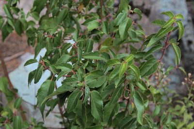 Aristotelia chilensis, photographed by Cesar Ormazabal