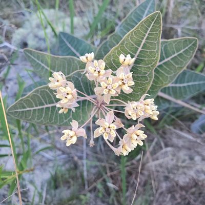 Asclepias humistrata, photographed by Laura Gaudette
