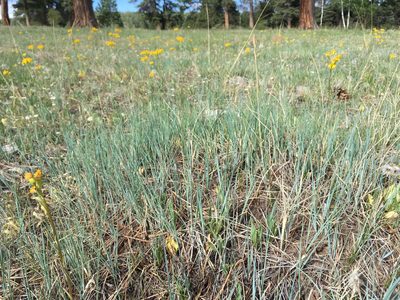 Elymus smithii, photographed by Cecelia Alexander