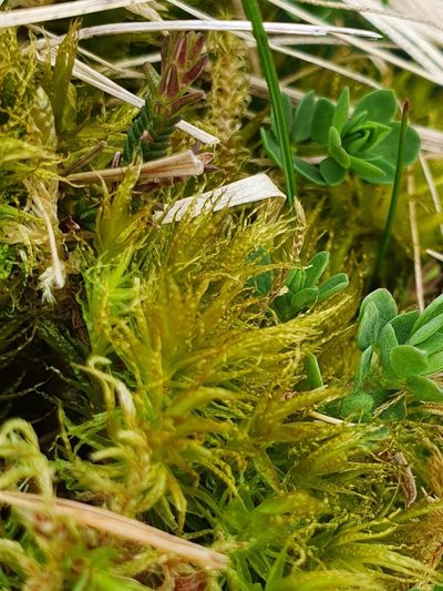 Dicranum bonjeanii, photographed by Jonathan Hughes