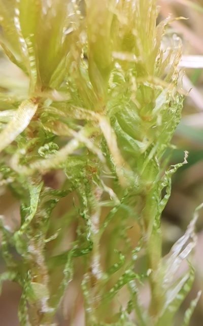 Dicranum bonjeanii, photographed by Jonathan Hughes