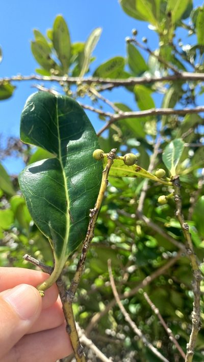 Ilex theezans, photographed by JG