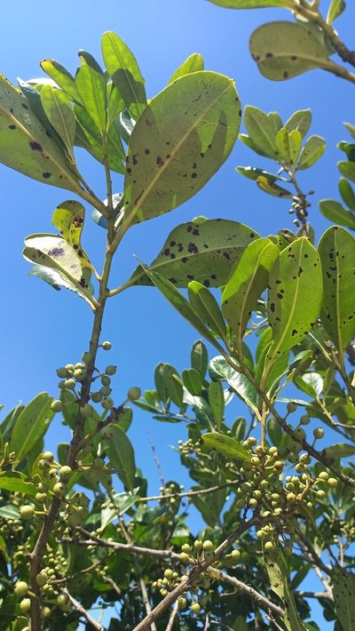 Ilex theezans, photographed by JG