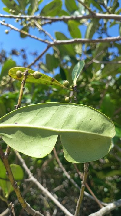 Ilex theezans, photographed by JG