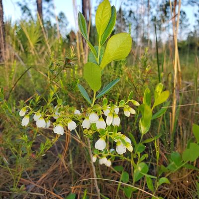 Gaylussacia dumosa, photographed by Laura Gaudette