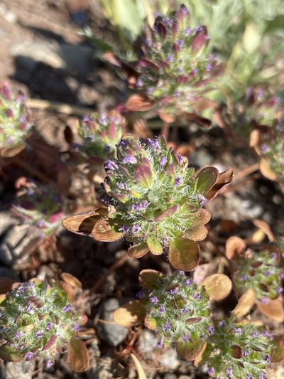 Pogogyne zizyphoroides, photographed by Matt Berger