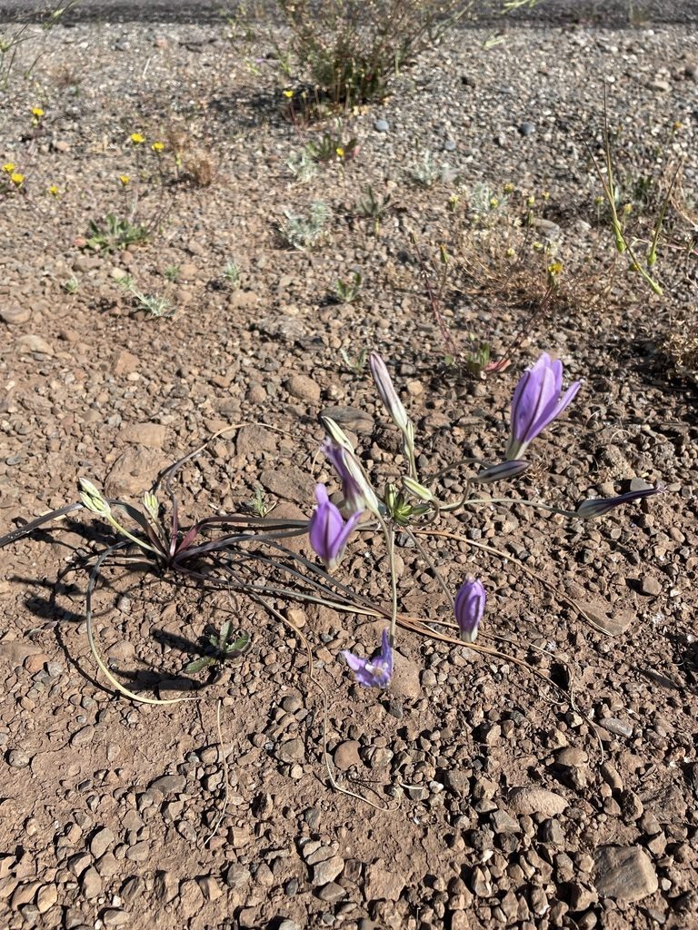 Brodiaea californica, photographed by Matt Berger