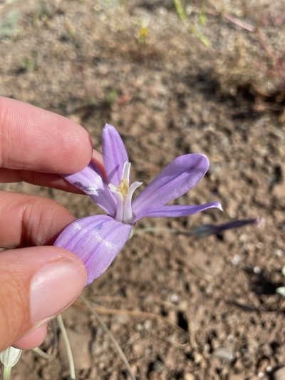Brodiaea californica, photographed by Matt Berger