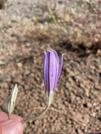 Brodiaea californica, photographed by Matt Berger