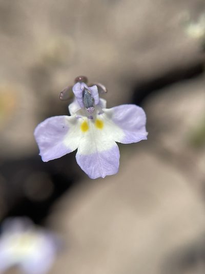 Downingia ornatissima, photographed by Matt Berger