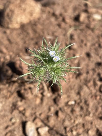 Navarretia tagetina, photographed by Matt Berger