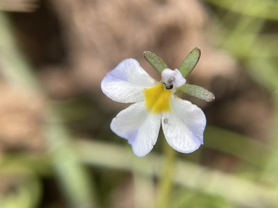 Downingia cuspidata, photographed by Matt Berger