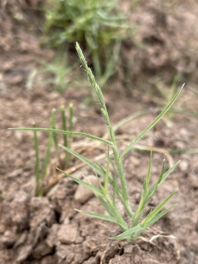 Orcuttia tenuis, photographed by Matt Berger