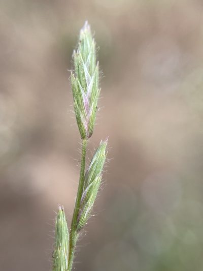 Orcuttia tenuis, photographed by Matt Berger