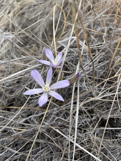 Brodiaea nana, photographed by Matt Berger