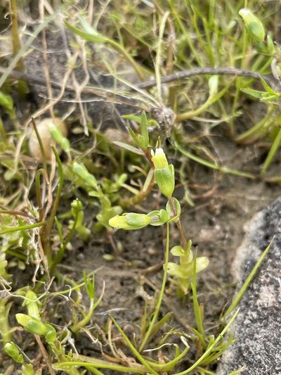 Gratiola heterosepala, photographed by Matt Berger