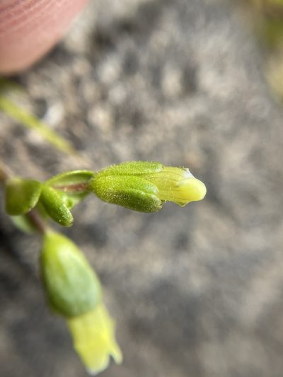 Gratiola heterosepala, photographed by Matt Berger