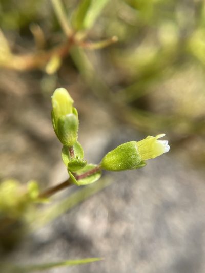 Gratiola heterosepala, photographed by Matt Berger