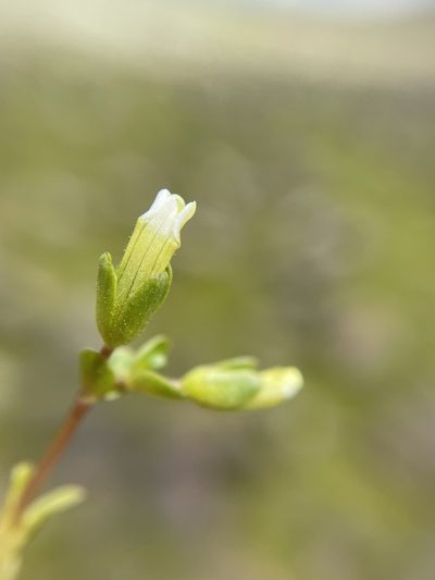 Gratiola heterosepala, photographed by Matt Berger