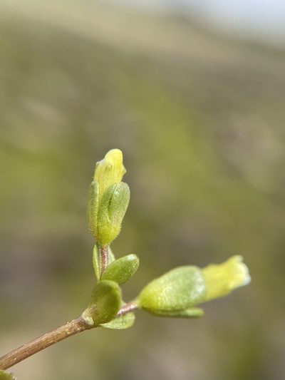 Gratiola heterosepala, photographed by Matt Berger