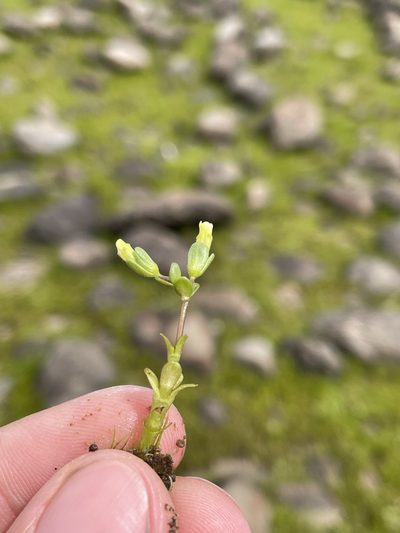 Gratiola heterosepala, photographed by Matt Berger