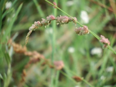 Eragrostis superba, photographed by Margaret Burger