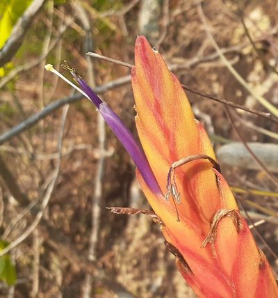 Tillandsia salmonea, photographed by Sobeida Morales