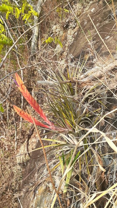 Tillandsia salmonea, photographed by Sobeida Morales