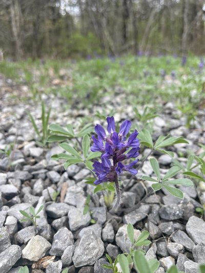Pediomelum subacaule, photographed by Brandon Corder