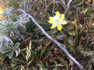 Platystemon californicus, photographed by Jacquie Villa Rajerison