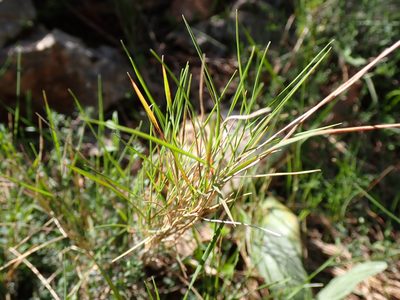 Brachypodium retusum, photographed by David Delon