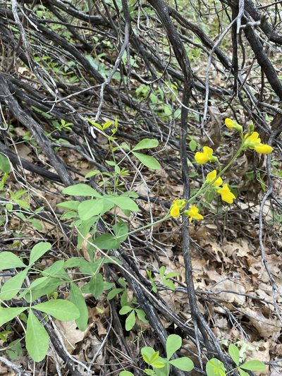 Thermopsis gracilis, photographed by Matt Berger
