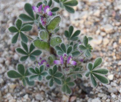 Lupinus concinnus