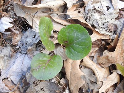 Pyrola americana, photographed by Erik Schiff