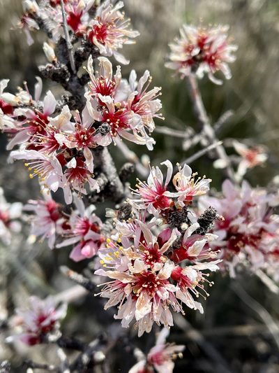 Prunus argentea, photographed by Bob Walker