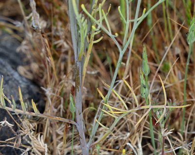 Streptanthus diversifolius, photographed by Steve Matson